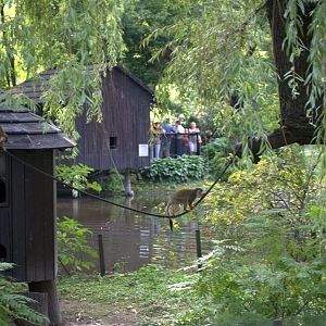 Squirrel Monkey Island