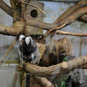 Common Marmoset
