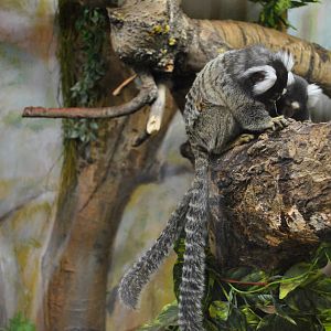 Common Marmoset