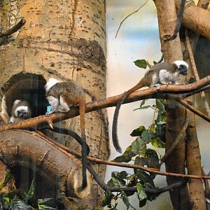 White-lipped Tamarin