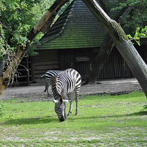 Zebra exhibit
