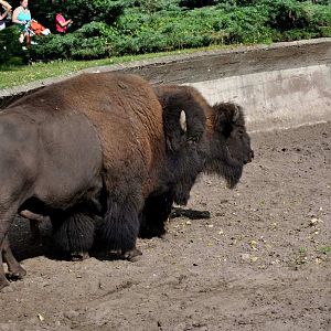 American Bison exhibit