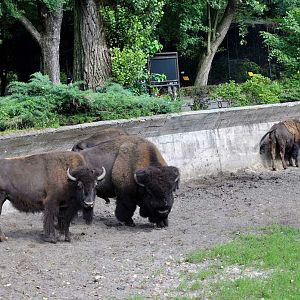 American Bison exhibit