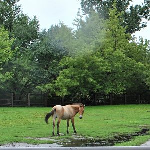 Przewalski's Horse exhibit