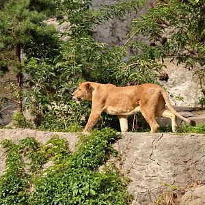 Lion exhibit