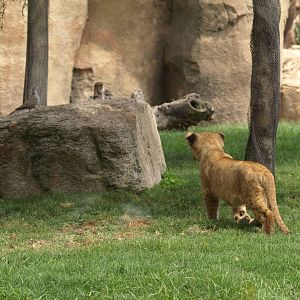 Baby lioness trying to catch a collared dove (sequence)1