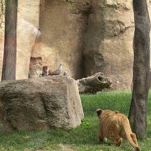 Baby lioness trying to catch a collared dove (sequence) 2