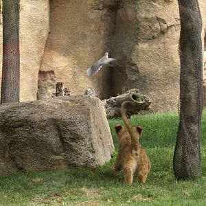 Baby lioness trying to catch a collared dove (sequence) 3