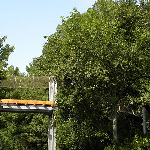 Treetop Trail