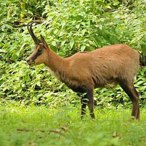 Abruzi chamois