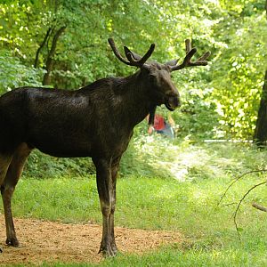 European moose