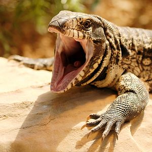 Argentine black and white tegu