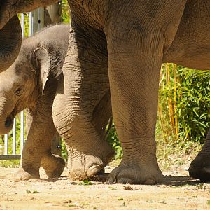 Elephant calf Ludwig
