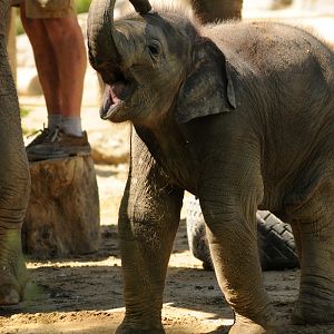 Elephant calf Ludwig