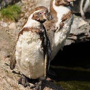 Humboldt penguins