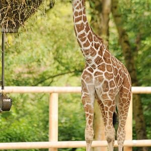 Young reticulated giraffe