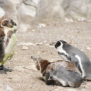 Humboldt penguins