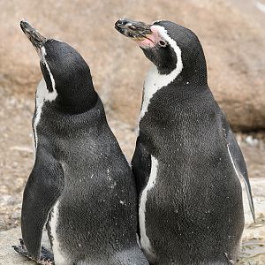 Humboldt penguins