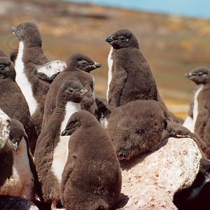 Rockhopper Point Sealion Island