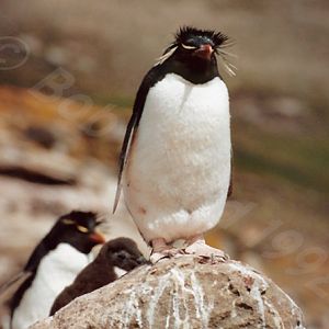 Rockhopper Point Sealion Island