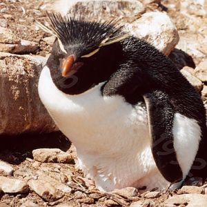 Rockhopper Point Sealion Island