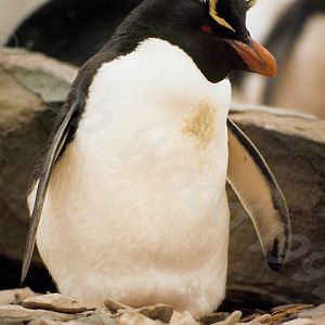 Rockhopper Point Sealion Island