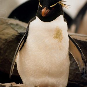 Rockhopper Point Sealion Island