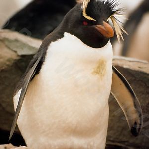 Rockhopper Point Sealion Island