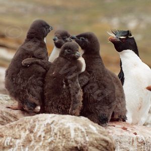 Rockhopper Point Sealion Island