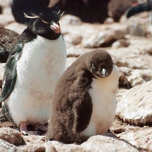 Rockhopper Point Sealion Island