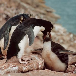 Rockhopper Point Sealion Island