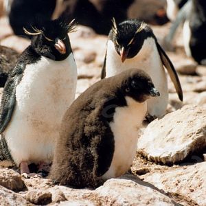 Rockhopper Point Sealion Island