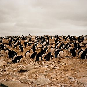 Rockhopper Point Sealion Island