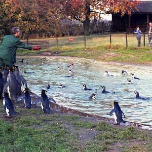 Penguin feeding time