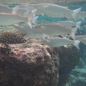 Acute-jawed Mullet (Neomyxus leuciscus)