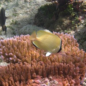 Citron (or Speckled) Butterflyfish
