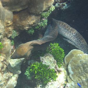 Giant Moray