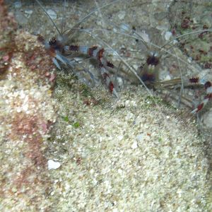 Banded Shrimp