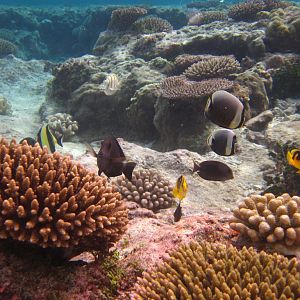 A Variety of Reef Fish