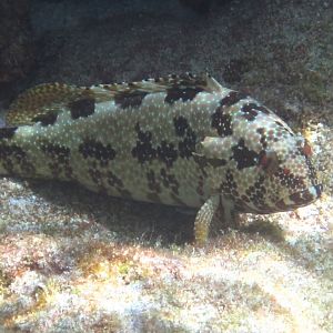 Hexagon Grouper