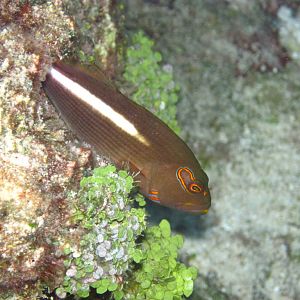 Arc-eye Hawkfish