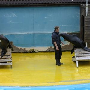 Sea Lion Show  -  26.07.2011
