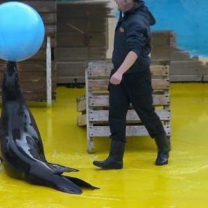 Sea Lion Show  -  26.07.2011