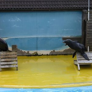 Sea Lion Show  -  26.07.2011
