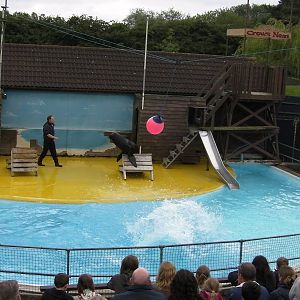 Sea Lion Show  -  26.07.2011