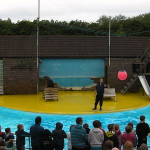 Sea Lion Show  -  26.07.2011