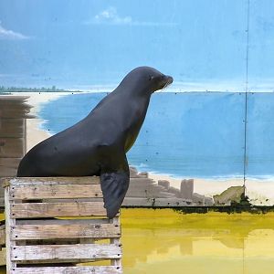 Sea Lion Show  -  26.07.2011