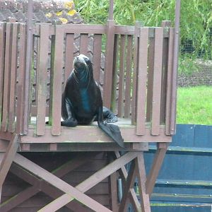Sea Lion Show  -  26.07.2011