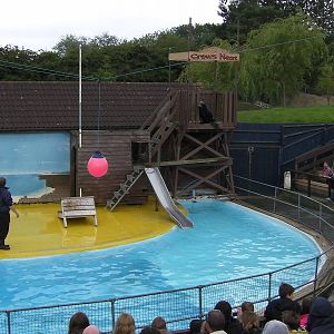Sea Lion Show  -  26.07.2011