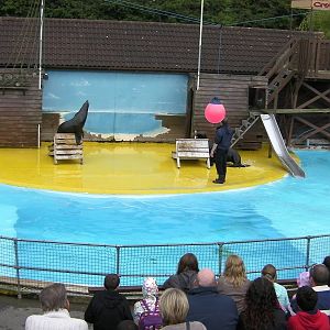 Sea Lion Show  -  26.07.2011